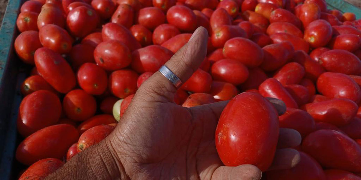 Pomodoro da industria, Med Hermes illustra Forentum F1